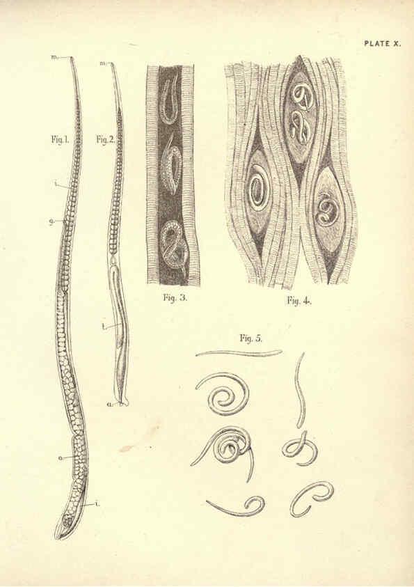 Reproducción/Reproduction 6254221321: Illustrations of zoology: invertebrates & vertebrates EdinburghY.J. Pentland,1889