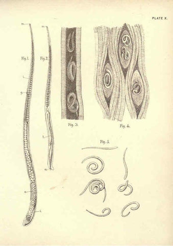Reproducción/Reproduction 6254221321: Illustrations of zoology: invertebrates & vertebrates EdinburghY.J. Pentland,1889
