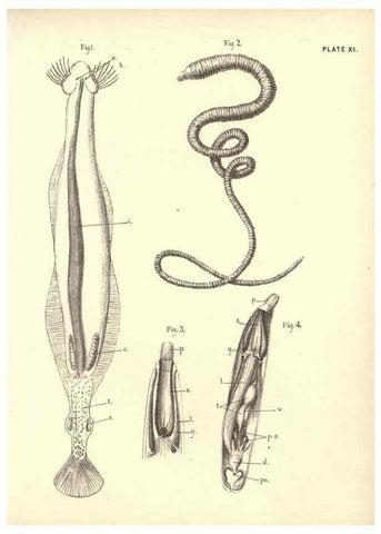 Reproducción/Reproduction 6254221851: Illustrations of zoology: invertebrates & vertebrates EdinburghY.J. Pentland,1889
