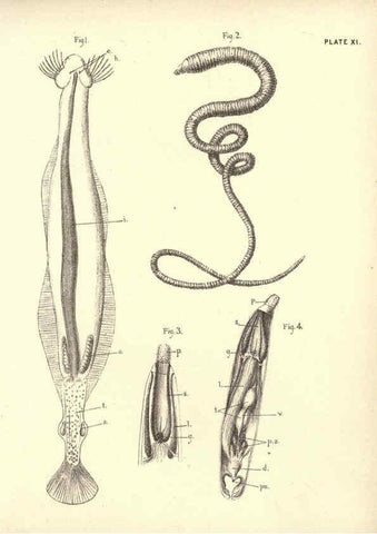 Reproducción/Reproduction 6254221851: Illustrations of zoology: invertebrates & vertebrates EdinburghY.J. Pentland,1889