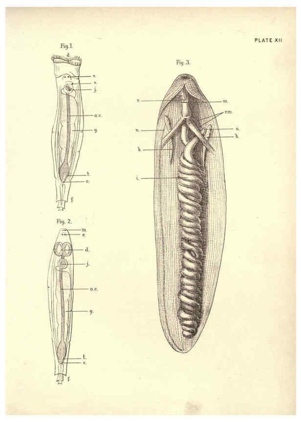 Reproducción/Reproduction 6254222105: Illustrations of zoology: invertebrates & vertebrates EdinburghY.J. Pentland,1889
