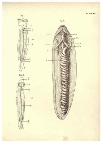 Reproducción/Reproduction 6254222105: Illustrations of zoology: invertebrates & vertebrates EdinburghY.J. Pentland,1889