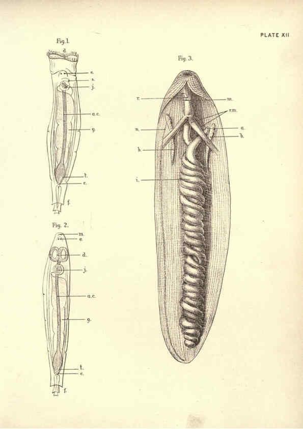 Reproducción/Reproduction 6254222105: Illustrations of zoology: invertebrates & vertebrates EdinburghY.J. Pentland,1889