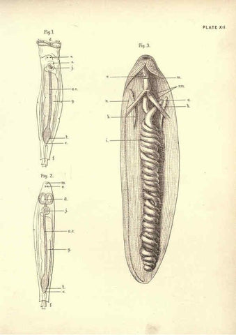 Reproducción/Reproduction 6254222105: Illustrations of zoology: invertebrates & vertebrates EdinburghY.J. Pentland,1889