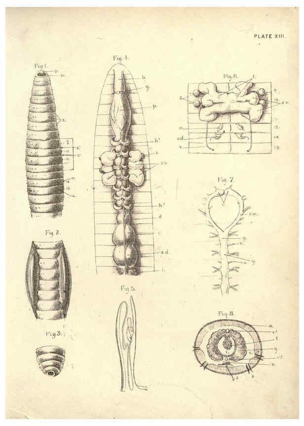Reproducción/Reproduction 6254222423: Illustrations of zoology: invertebrates & vertebrates EdinburghY.J. Pentland,1889