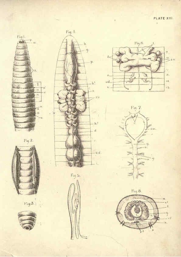 Reproducción/Reproduction 6254222423: Illustrations of zoology: invertebrates & vertebrates EdinburghY.J. Pentland,1889