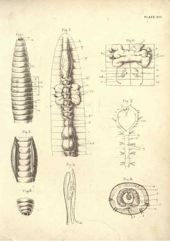 Reproducción/Reproduction 6254222423: Illustrations of zoology: invertebrates & vertebrates EdinburghY.J. Pentland,1889