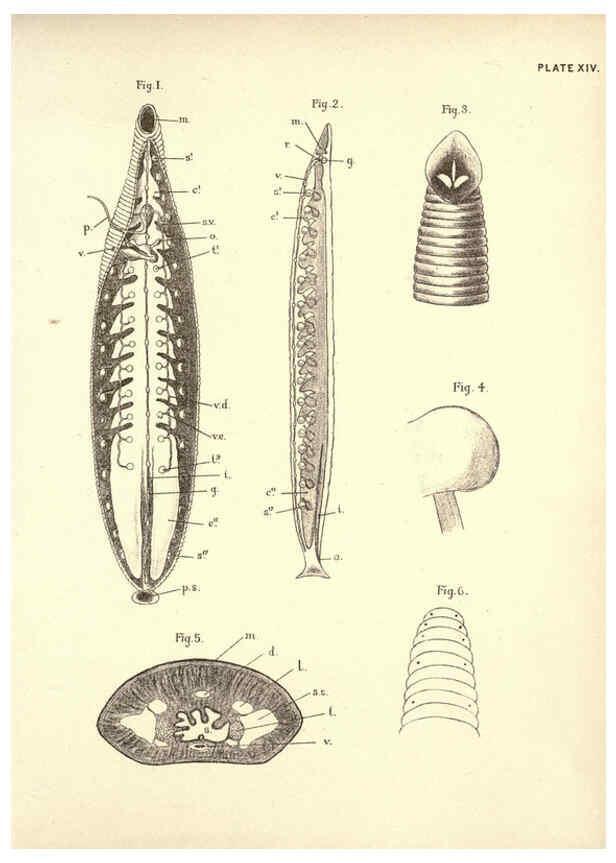 Reproducción/Reproduction 6254753608: Illustrations of zoology: invertebrates & vertebrates EdinburghY.J. Pentland,1889