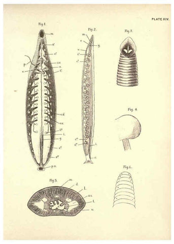 Reproducción/Reproduction 6254753608: Illustrations of zoology: invertebrates & vertebrates EdinburghY.J. Pentland,1889