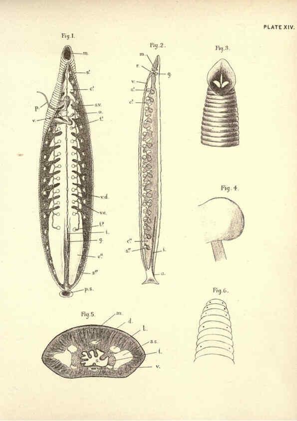 Reproducción/Reproduction 6254753608: Illustrations of zoology: invertebrates & vertebrates EdinburghY.J. Pentland,1889