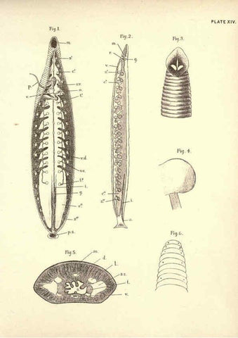 Reproducción/Reproduction 6254753608: Illustrations of zoology: invertebrates & vertebrates EdinburghY.J. Pentland,1889