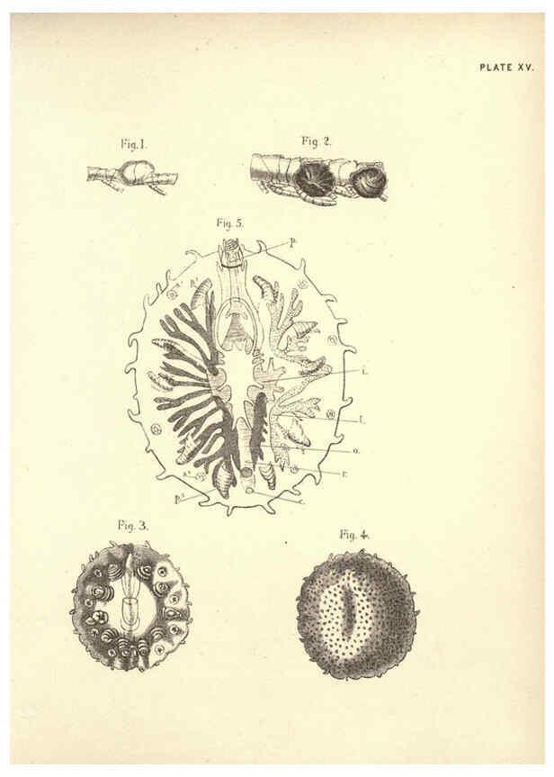 Reproducción/Reproduction 6254223013: Illustrations of zoology: invertebrates & vertebrates EdinburghY.J. Pentland,1889