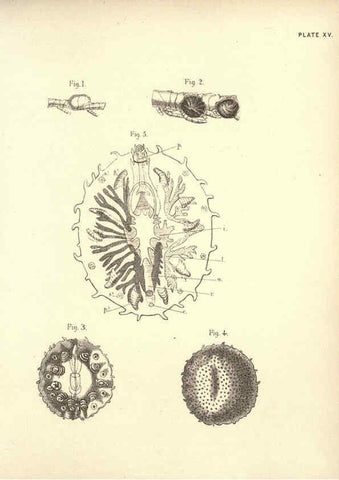 Reproducción/Reproduction 6254223013: Illustrations of zoology: invertebrates & vertebrates EdinburghY.J. Pentland,1889