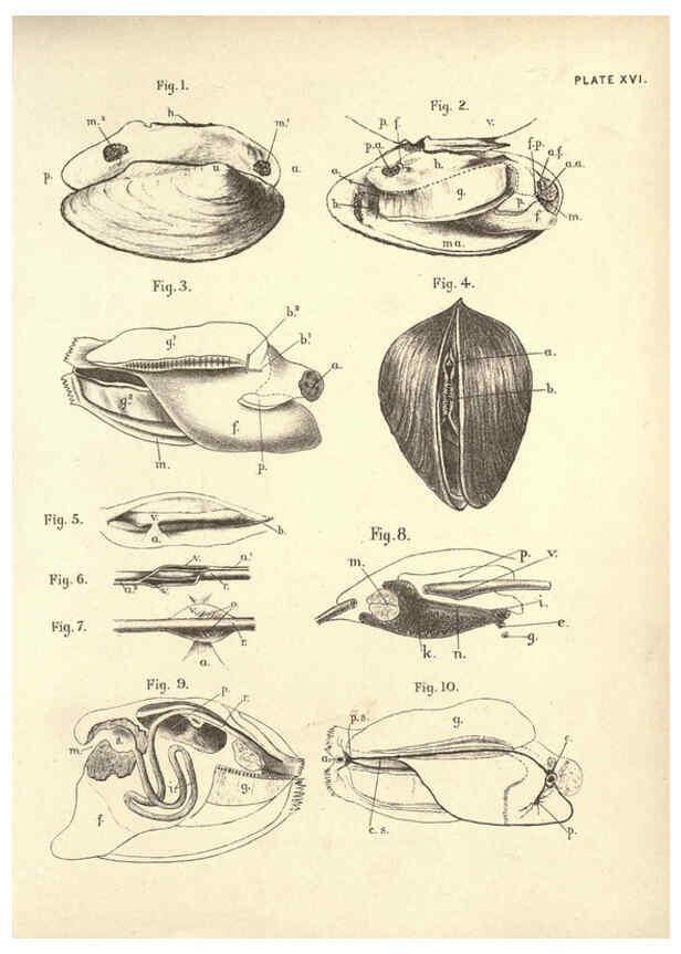 Reproducción/Reproduction 6254223325: Illustrations of zoology: invertebrates & vertebrates EdinburghY.J. Pentland,1889