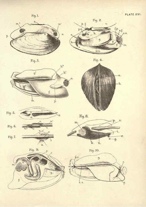 Reproducción/Reproduction 6254223325: Illustrations of zoology: invertebrates & vertebrates EdinburghY.J. Pentland,1889