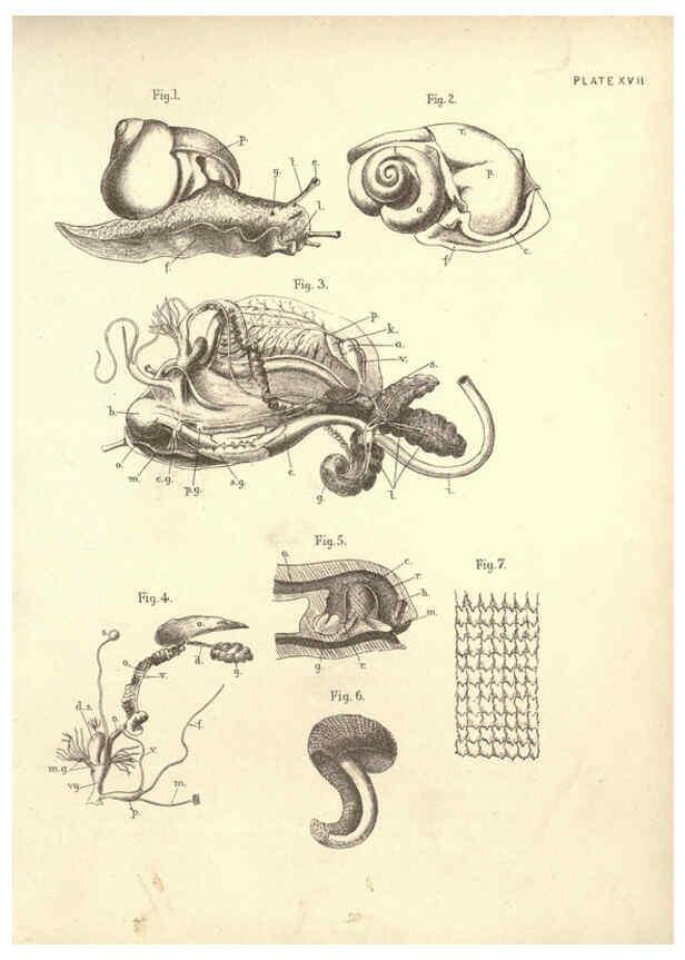 Reproducción/Reproduction 6254754424: Illustrations of zoology: invertebrates & vertebrates EdinburghY.J. Pentland,1889