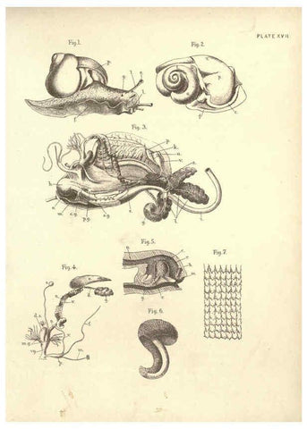 Reproducción/Reproduction 6254754424: Illustrations of zoology: invertebrates & vertebrates EdinburghY.J. Pentland,1889