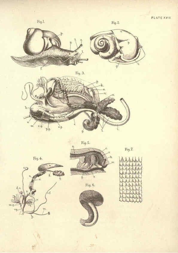 Reproducción/Reproduction 6254754424: Illustrations of zoology: invertebrates & vertebrates EdinburghY.J. Pentland,1889
