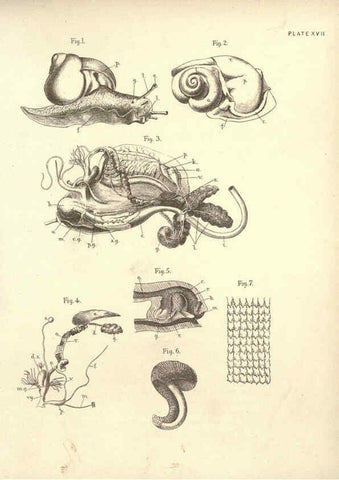 Reproducción/Reproduction 6254754424: Illustrations of zoology: invertebrates & vertebrates EdinburghY.J. Pentland,1889
