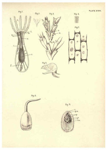 Reproducción/Reproduction 6254754952: Illustrations of zoology: invertebrates & vertebrates EdinburghY.J. Pentland,1889