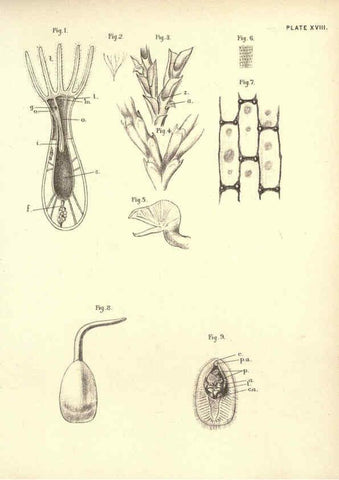 Reproducción/Reproduction 6254754952: Illustrations of zoology: invertebrates & vertebrates EdinburghY.J. Pentland,1889
