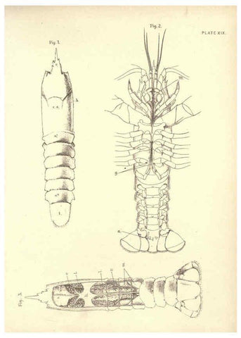 Reproducción/Reproduction 6254755146: Illustrations of zoology: invertebrates & vertebrates EdinburghY.J. Pentland,1889