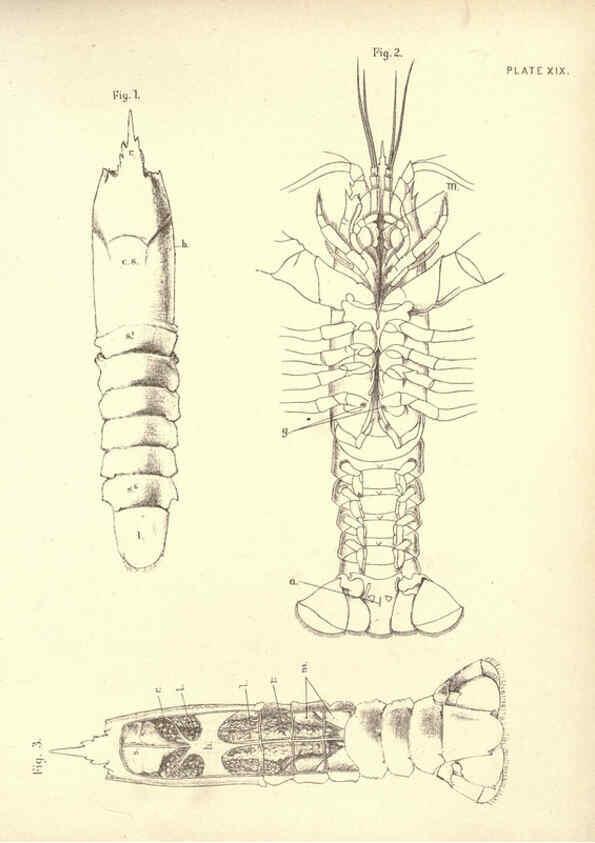 Reproducción/Reproduction 6254755146: Illustrations of zoology: invertebrates & vertebrates EdinburghY.J. Pentland,1889