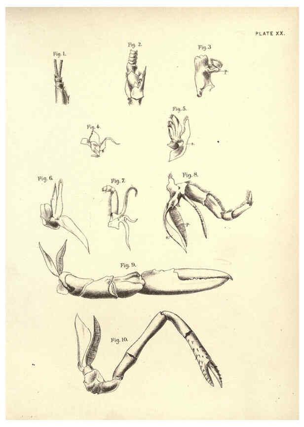 Reproducción/Reproduction 6254224621: Illustrations of zoology: invertebrates & vertebrates EdinburghY.J. Pentland,1889