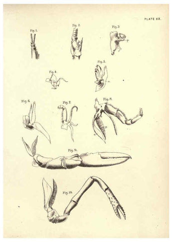 Reproducción/Reproduction 6254224621: Illustrations of zoology: invertebrates & vertebrates EdinburghY.J. Pentland,1889