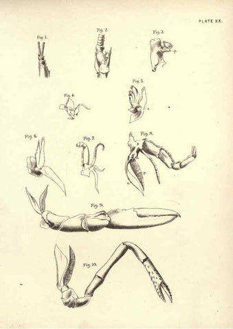 Reproducción/Reproduction 6254224621: Illustrations of zoology: invertebrates & vertebrates EdinburghY.J. Pentland,1889