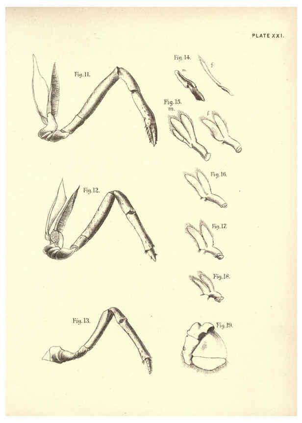 Reproducción/Reproduction 6254755622: Illustrations of zoology: invertebrates & vertebrates EdinburghY.J. Pentland,1889