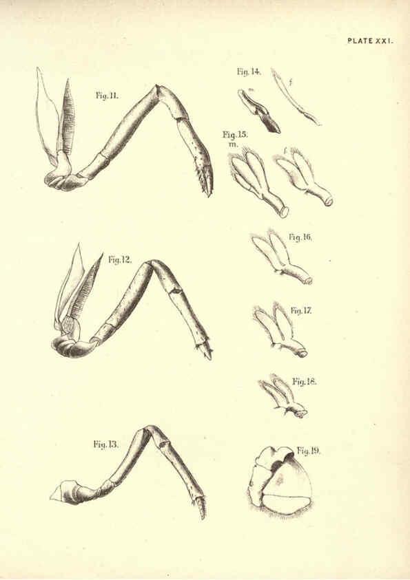 Reproducción/Reproduction 6254755622: Illustrations of zoology: invertebrates & vertebrates EdinburghY.J. Pentland,1889