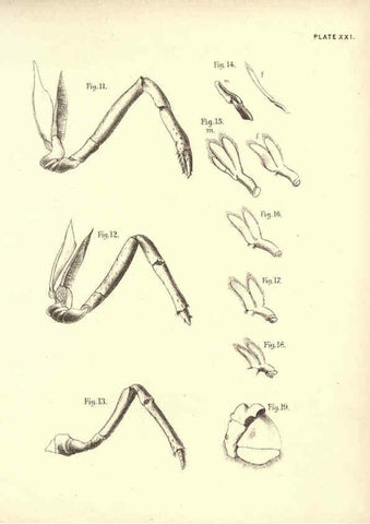 Reproducción/Reproduction 6254755622: Illustrations of zoology: invertebrates & vertebrates EdinburghY.J. Pentland,1889