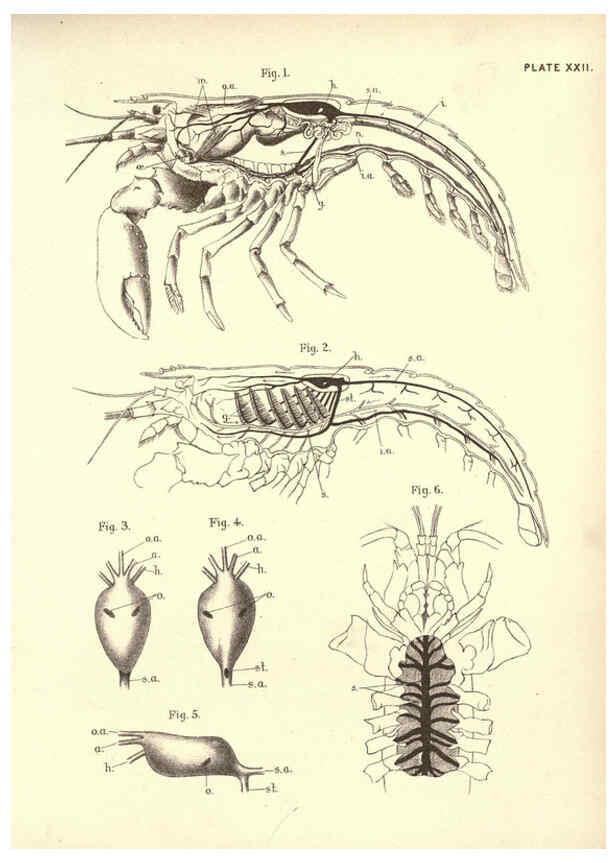 Reproducción/Reproduction 6254225057: Illustrations of zoology: invertebrates & vertebrates EdinburghY.J. Pentland,1889
