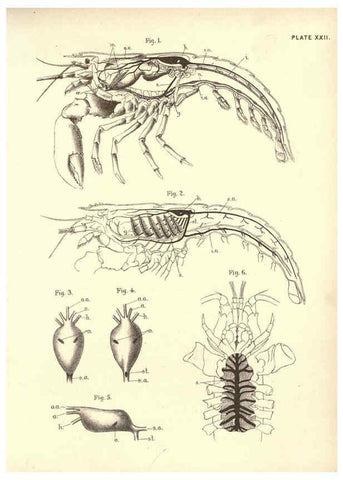 Reproducción/Reproduction 6254225057: Illustrations of zoology: invertebrates & vertebrates EdinburghY.J. Pentland,1889