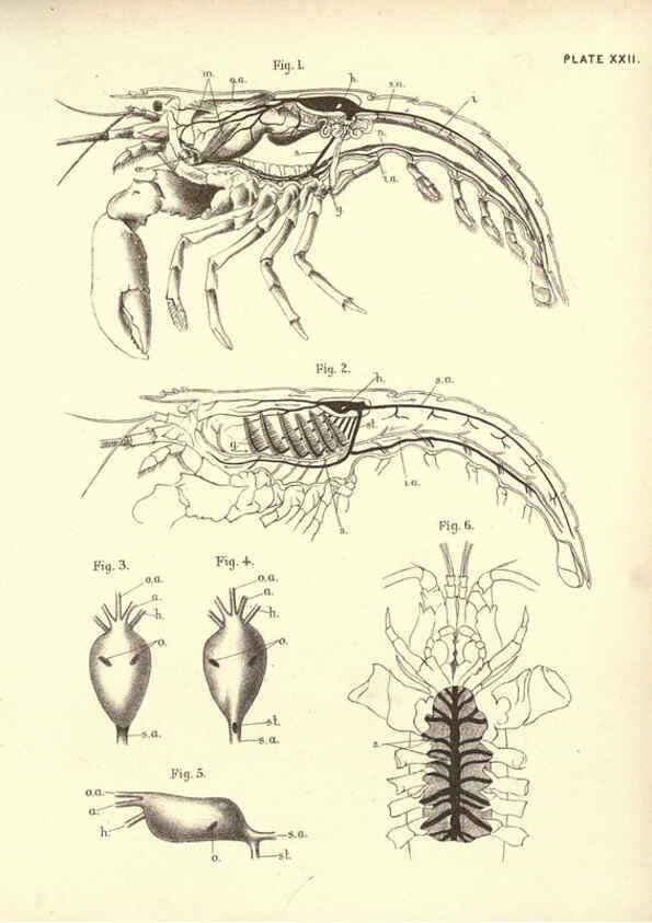 Reproducción/Reproduction 6254225057: Illustrations of zoology: invertebrates & vertebrates EdinburghY.J. Pentland,1889