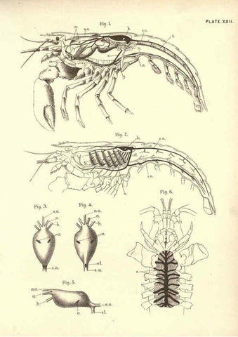 Reproducción/Reproduction 6254225057: Illustrations of zoology: invertebrates & vertebrates EdinburghY.J. Pentland,1889