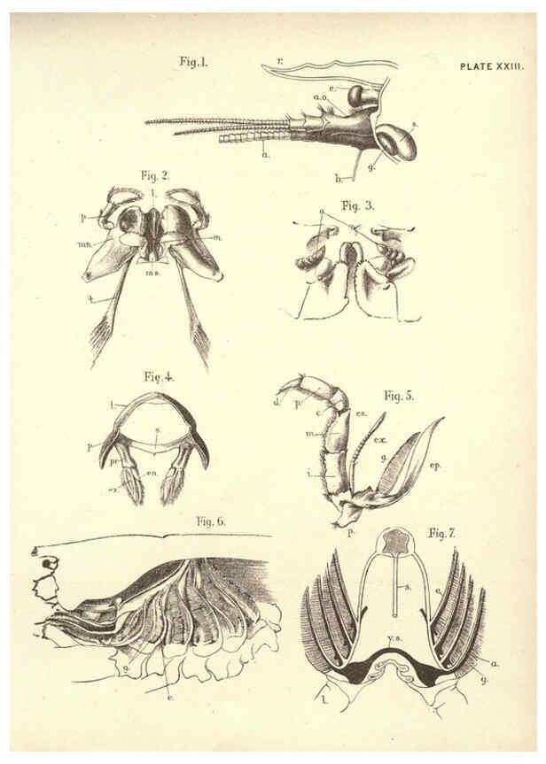 Reproducción/Reproduction 6254225367: Illustrations of zoology: invertebrates & vertebrates EdinburghY.J. Pentland,1889