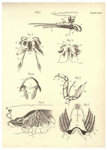 Reproducción/Reproduction 6254225367: Illustrations of zoology: invertebrates & vertebrates EdinburghY.J. Pentland,1889