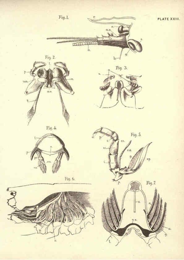 Reproducción/Reproduction 6254225367: Illustrations of zoology: invertebrates & vertebrates EdinburghY.J. Pentland,1889