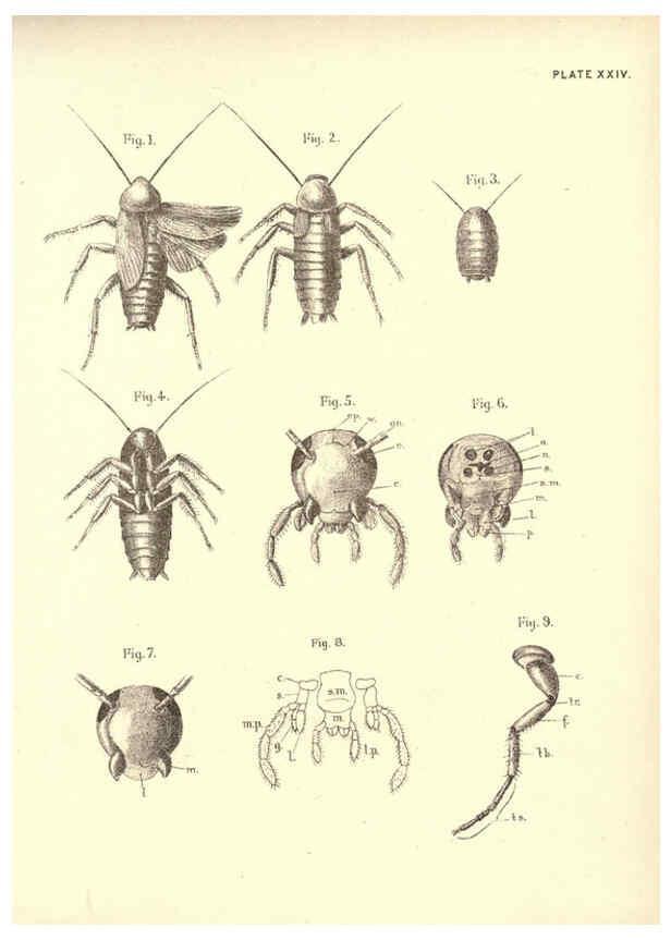 Reproducción/Reproduction 6254756380: Illustrations of zoology: invertebrates & vertebrates EdinburghY.J. Pentland,1889