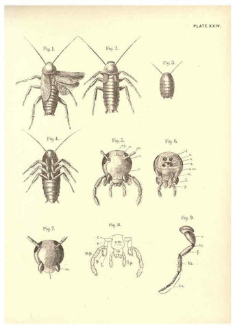 Reproducción/Reproduction 6254756380: Illustrations of zoology: invertebrates & vertebrates EdinburghY.J. Pentland,1889