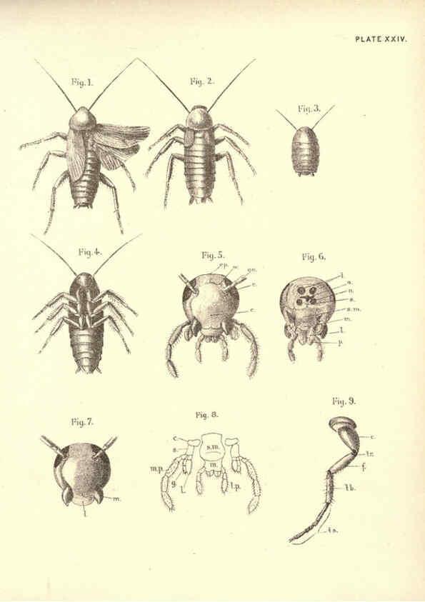 Reproducción/Reproduction 6254756380: Illustrations of zoology: invertebrates & vertebrates EdinburghY.J. Pentland,1889