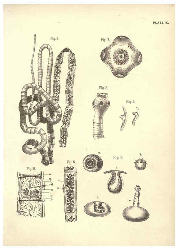 Reproducción/Reproduction 6254751922: Illustrations of zoology: invertebrates & vertebrates EdinburghY.J. Pentland,1889