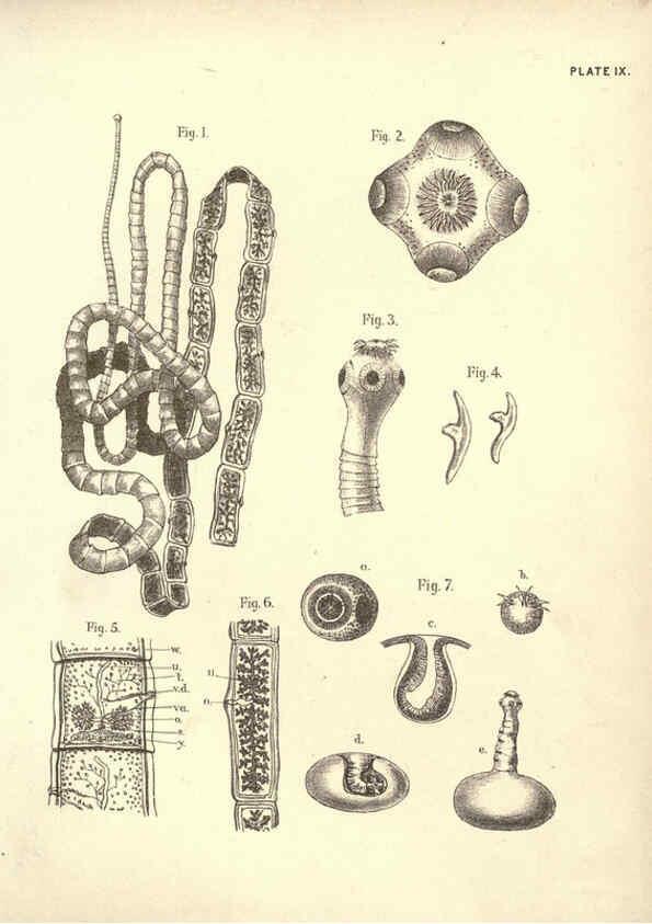 Reproducción/Reproduction 6254751922: Illustrations of zoology: invertebrates & vertebrates EdinburghY.J. Pentland,1889