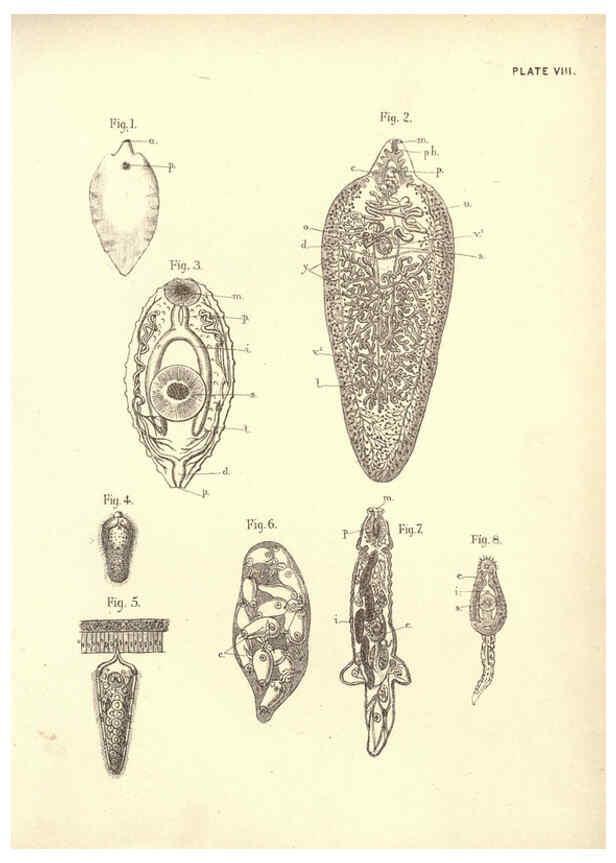Reproducción/Reproduction 6254751690: Illustrations of zoology: invertebrates & vertebrates EdinburghY.J. Pentland,1889