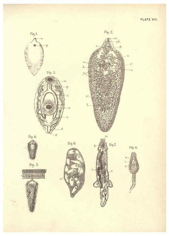 Reproducción/Reproduction 6254751690: Illustrations of zoology: invertebrates & vertebrates EdinburghY.J. Pentland,1889