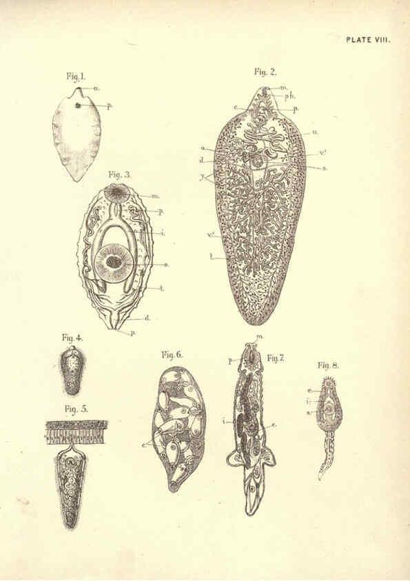 Reproducción/Reproduction 6254751690: Illustrations of zoology: invertebrates & vertebrates EdinburghY.J. Pentland,1889