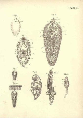 Reproducción/Reproduction 6254751690: Illustrations of zoology: invertebrates & vertebrates EdinburghY.J. Pentland,1889