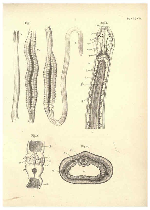 Reproducción/Reproduction 6254751108: Illustrations of zoology: invertebrates & vertebrates EdinburghY.J. Pentland,1889